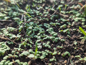 Close-up of rich soil with granules of organic fertilizer and green seedlings