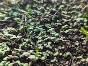 Close-up of fresh green seeds sprouting in natural sunlight on soft soil.