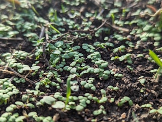 Close-up of rich organic soil with vibrant green seedlings sprouting.