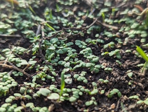 A close-up of vibrant green seedling sprouts in soil.