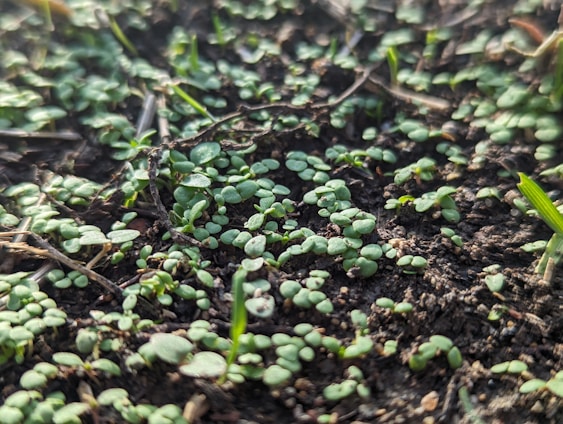 A close-up of a small seedling sprouting from rich soil under soft ballet blue morning light.