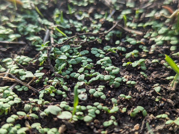 A close-up of fresh green seedlings sprouting from rich brown soil under natural sunlight.