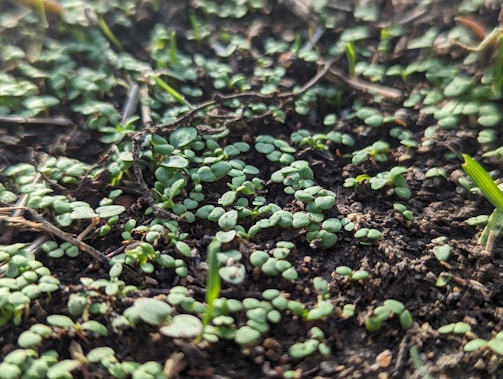 A close-up of healthy green seedling sprouts emerging from rich soil.