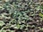 Close-up of healthy seedlings growing in rich soil, showcasing their vibrant green leaves.