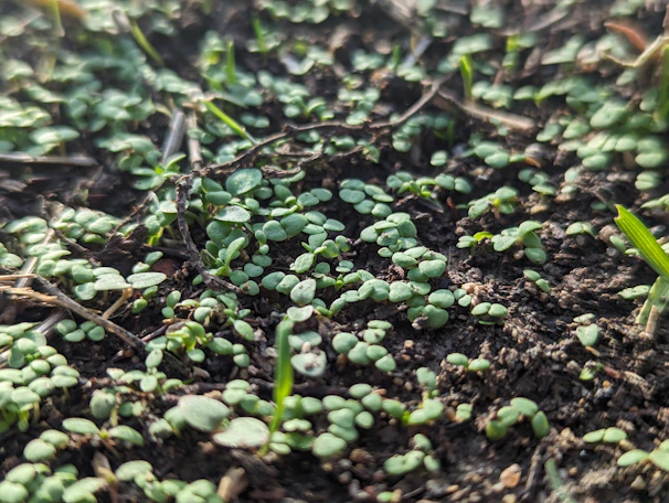 Close-up of rich, fertile soil with healthy green seedlings sprouting.