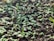 Close-up of healthy seedlings growing in rich soil, showcasing their vibrant green leaves.