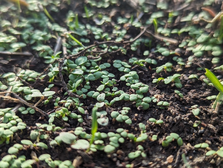 Close-up of rich, fertile soil with tiny seedlings sprouting, symbolizing growth and care.