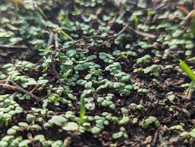 Close-up of lush green seedlings sprouting from rich coco peat in a nursery tray under natural sunlight.