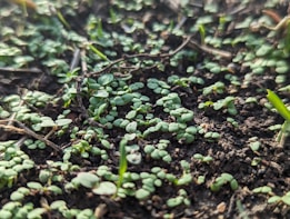A close-up view of numerous small green seedlings sprouting from dark, fertile soil. The scene is enriched by sporadic sunlight illuminating parts of the plants, creating a fresh and vibrant appearance.