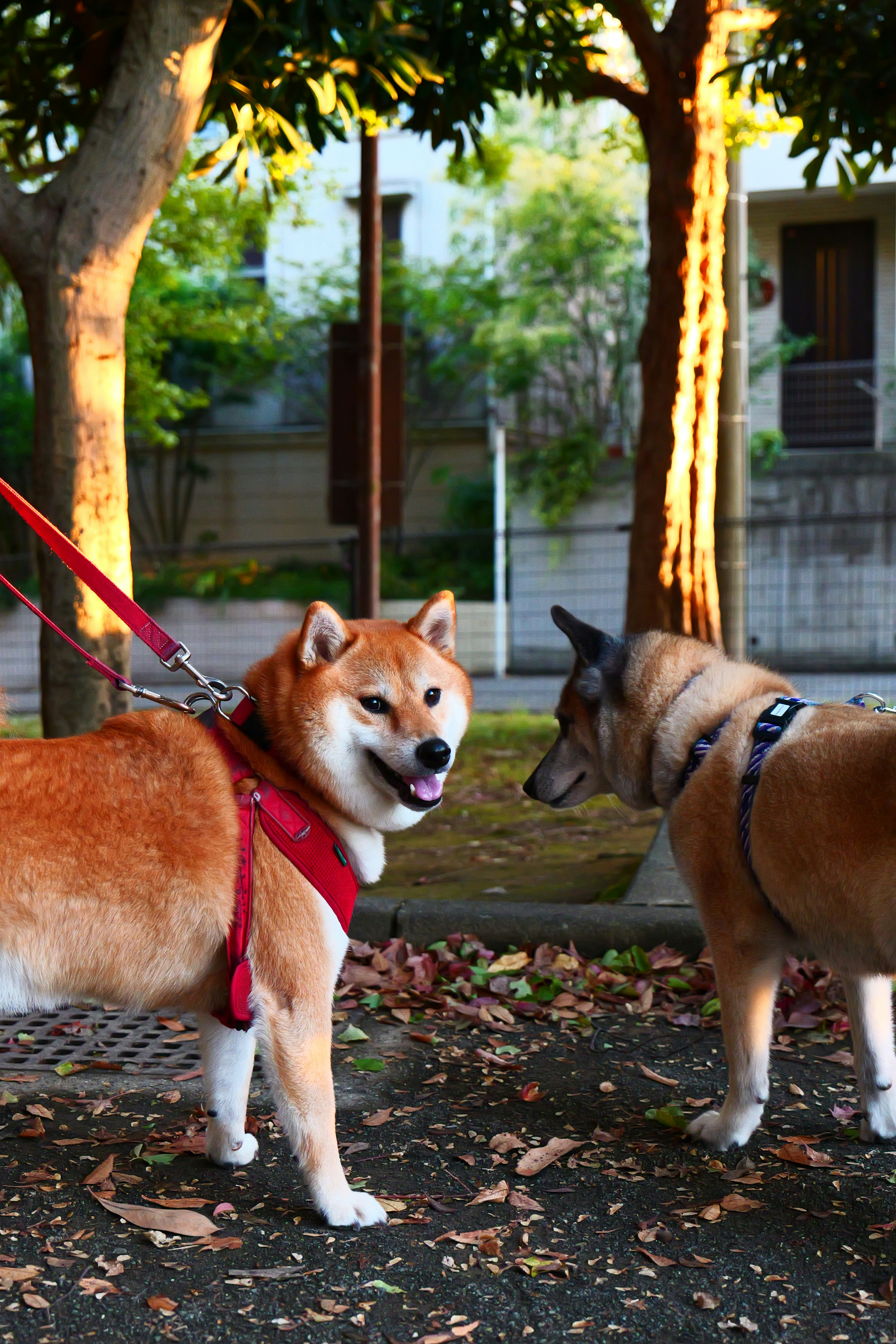 Photo by lumixs5m2
