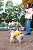 A happy pet parent adjusting a bright, fitted jacket on their small dog in a lively street market.