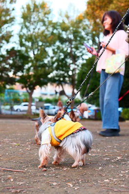 A happy pet parent adjusting a bright, fitted jacket on their small dog in a lively street market.