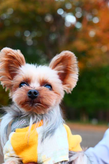 A charming photo of a small dog wearing a vibrant dress with floral details.
