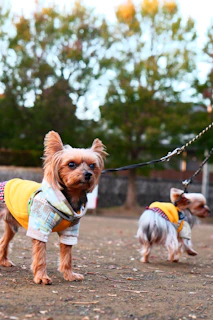 Two playful puppies dressed in matching cozy jackets, enjoying a walk in the park.