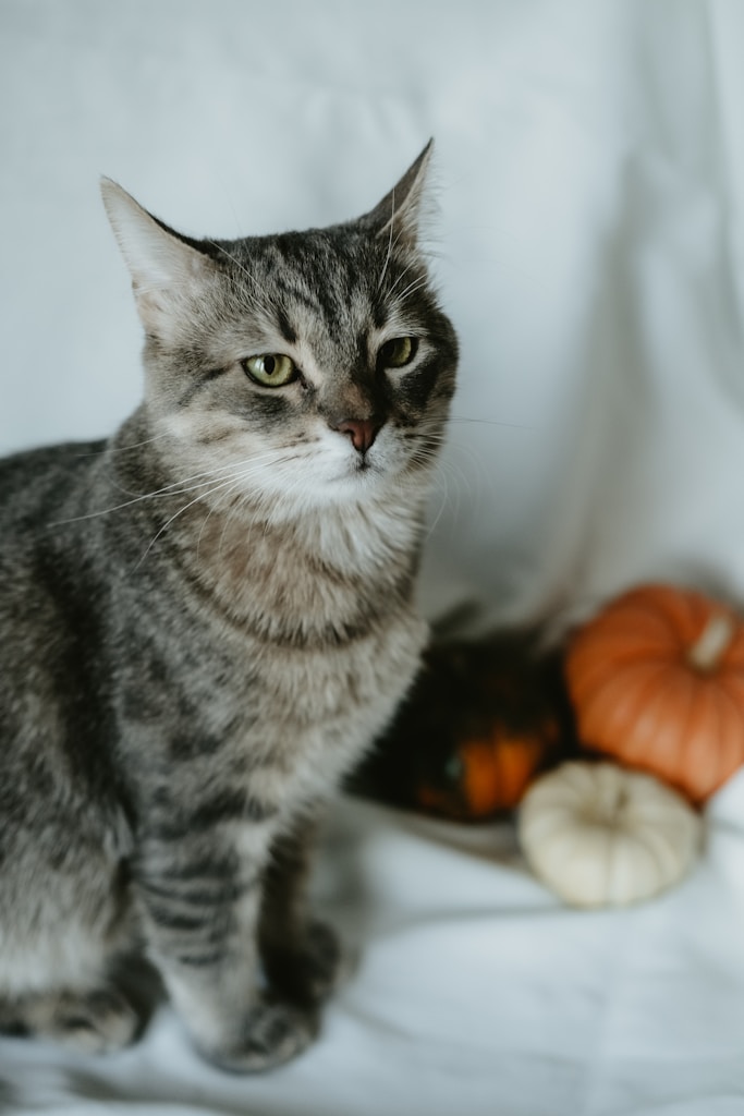 Halloween Cat Figure