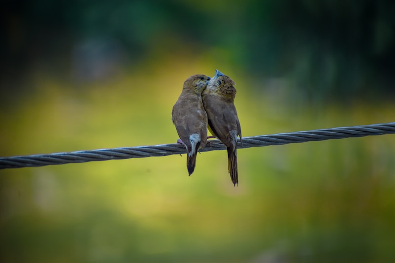 Oiseaux côte à côte complices