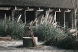 A rustic well with a wooden frame sits on a stone-paved area surrounded by tall grasses. The backdrop features a wooden building with open, darkened windows, giving a hint of an old or abandoned structure. The natural surroundings and weathered materials suggest an ambiance of rural tranquility.