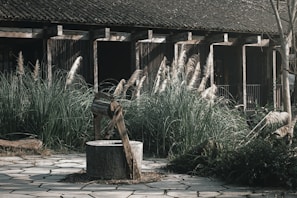 A rustic well with a wooden frame sits on a stone-paved area surrounded by tall grasses. The backdrop features a wooden building with open, darkened windows, giving a hint of an old or abandoned structure. The natural surroundings and weathered materials suggest an ambiance of rural tranquility.