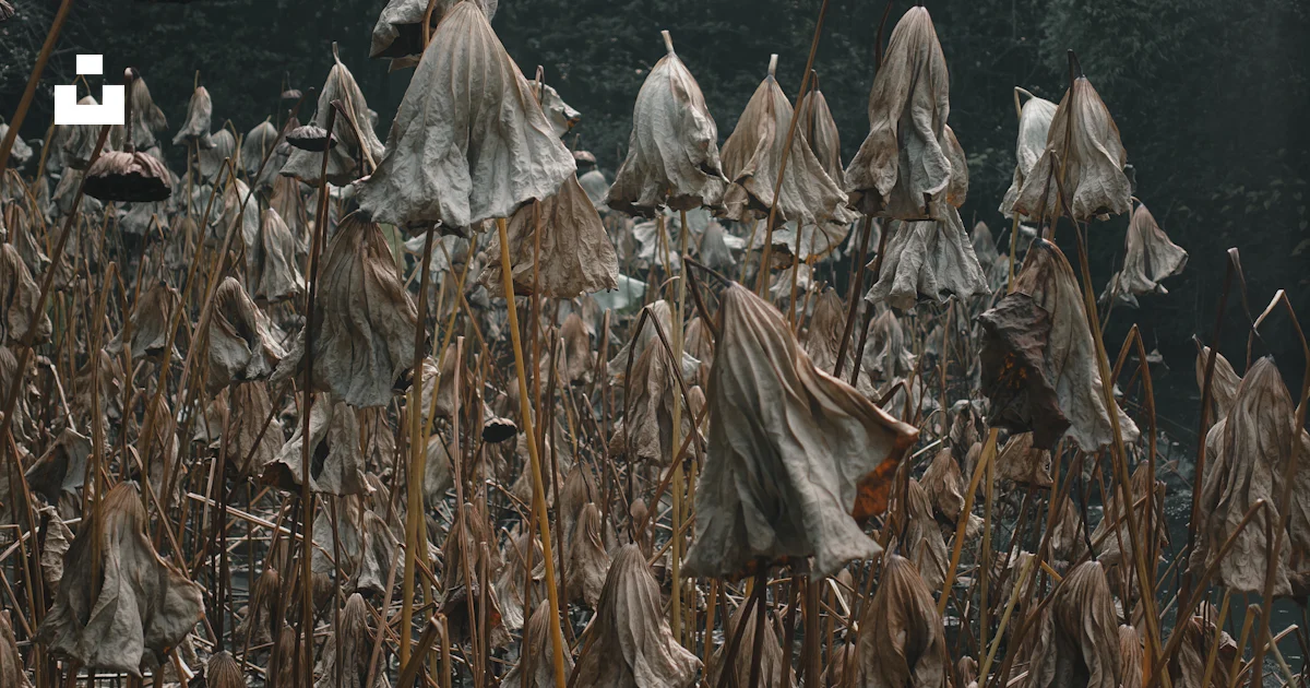 A field full of dead flowers in the rain photo – Free Small pond Image ...