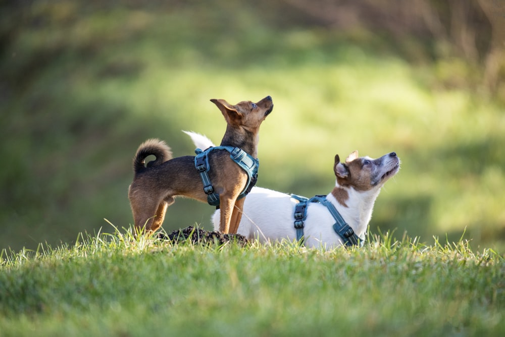 a couple of small dogs standing on top of a lush green field