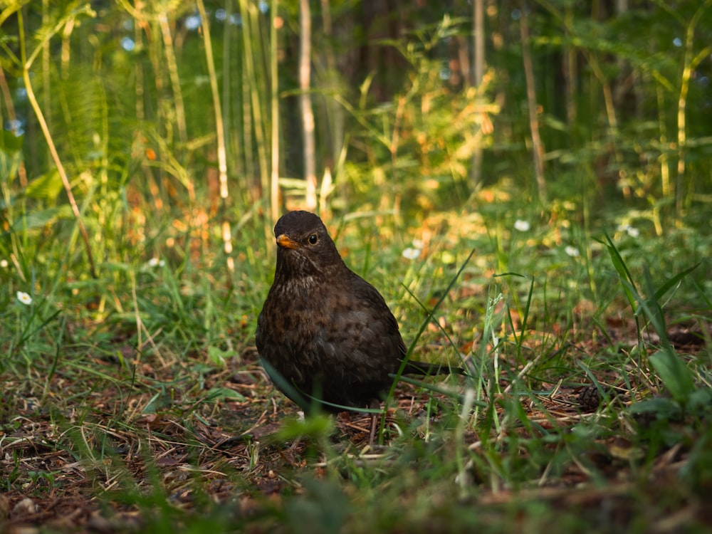 a bird is sitting in the grass near tall grass