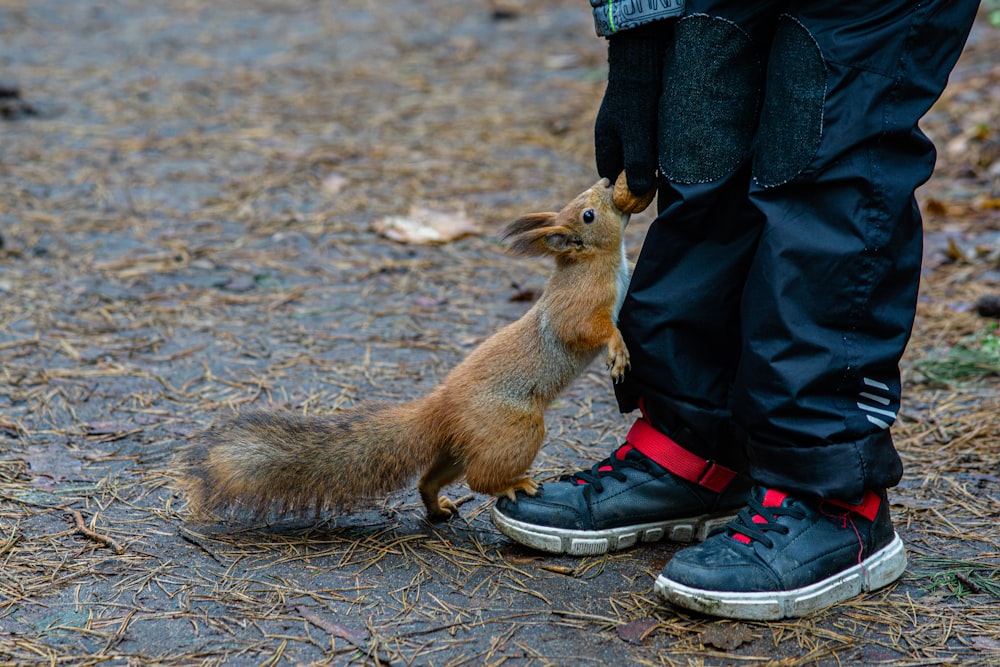 a person standing next to a small animal