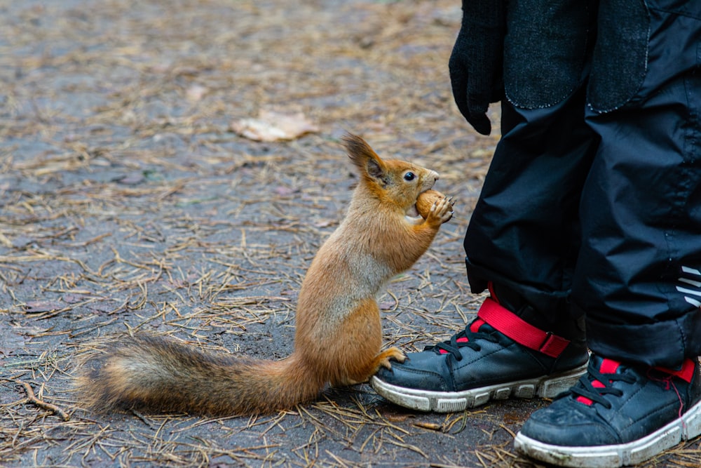 a person standing next to a squirrel on the ground