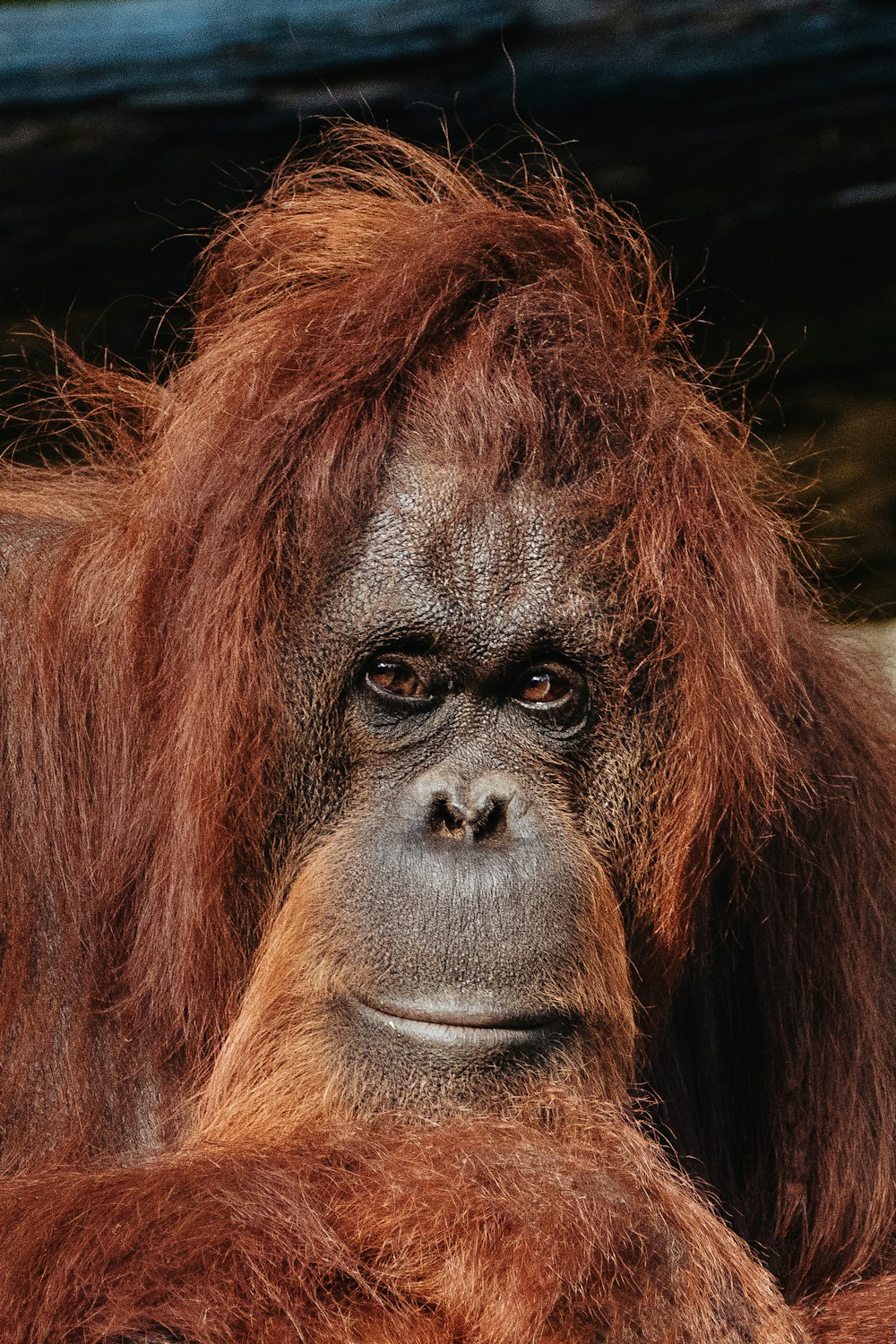 a close up of an oranguel looking at the camera