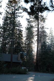 A rustic cottage nestled among tall pine trees with smoke from the chimney.