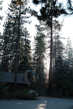 A rustic cottage nestled among tall pine trees with smoke from the chimney.