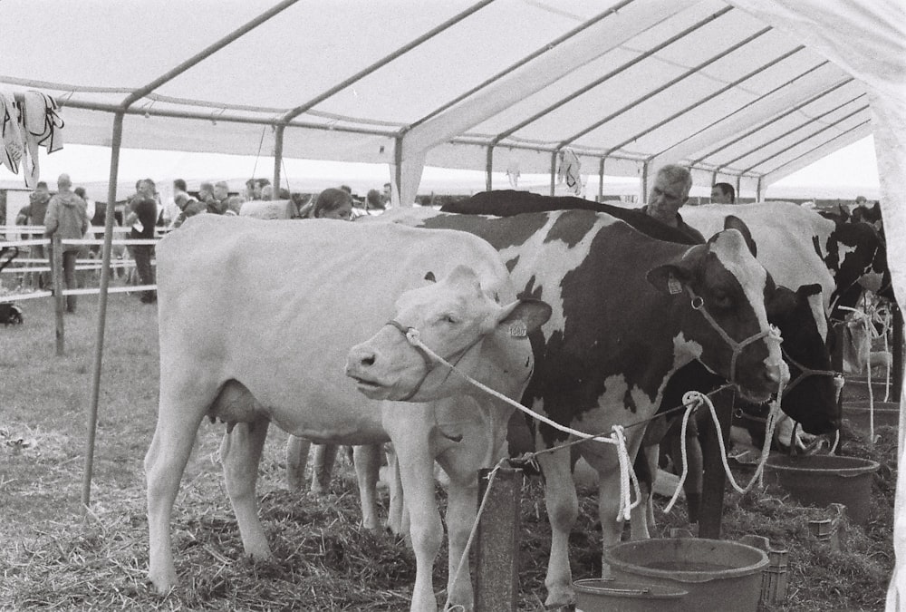 a group of cows standing next to each other on a field