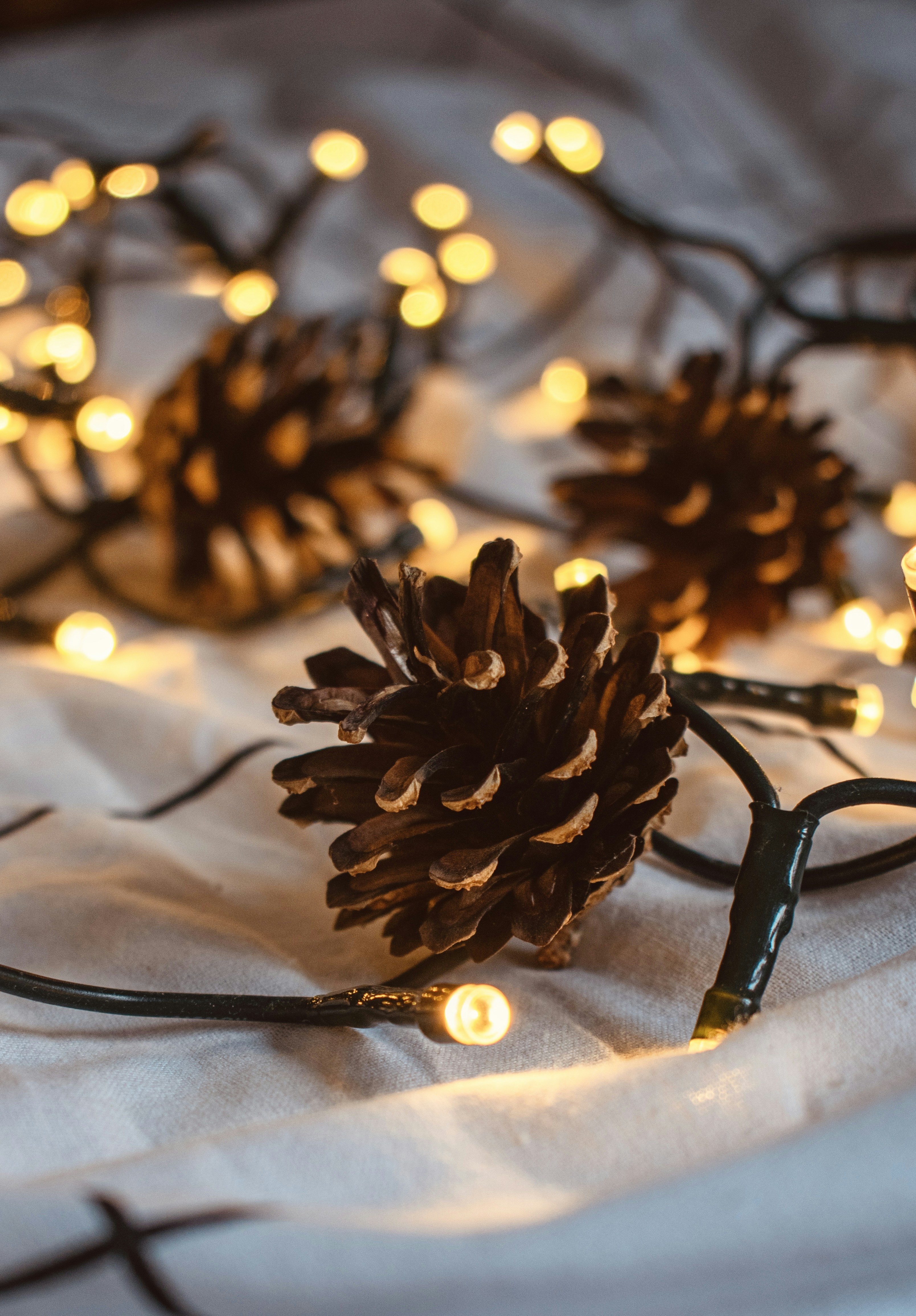 Photo by raluca_cotoara