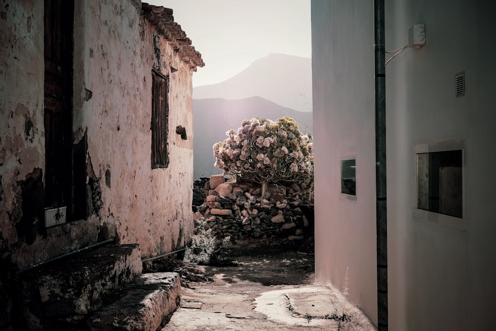 a narrow alley way with a tree growing out of it