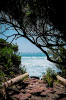 Pathway lined with seashells leading to a tranquil meditation spot by the ocean