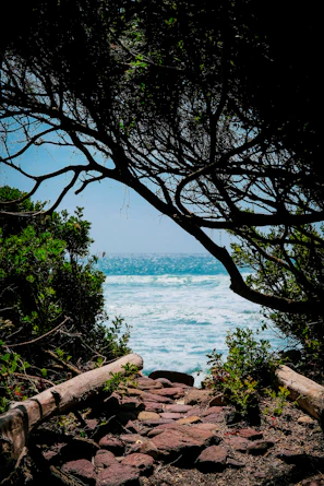 Pathway lined with seashells leading to a tranquil meditation spot by the ocean