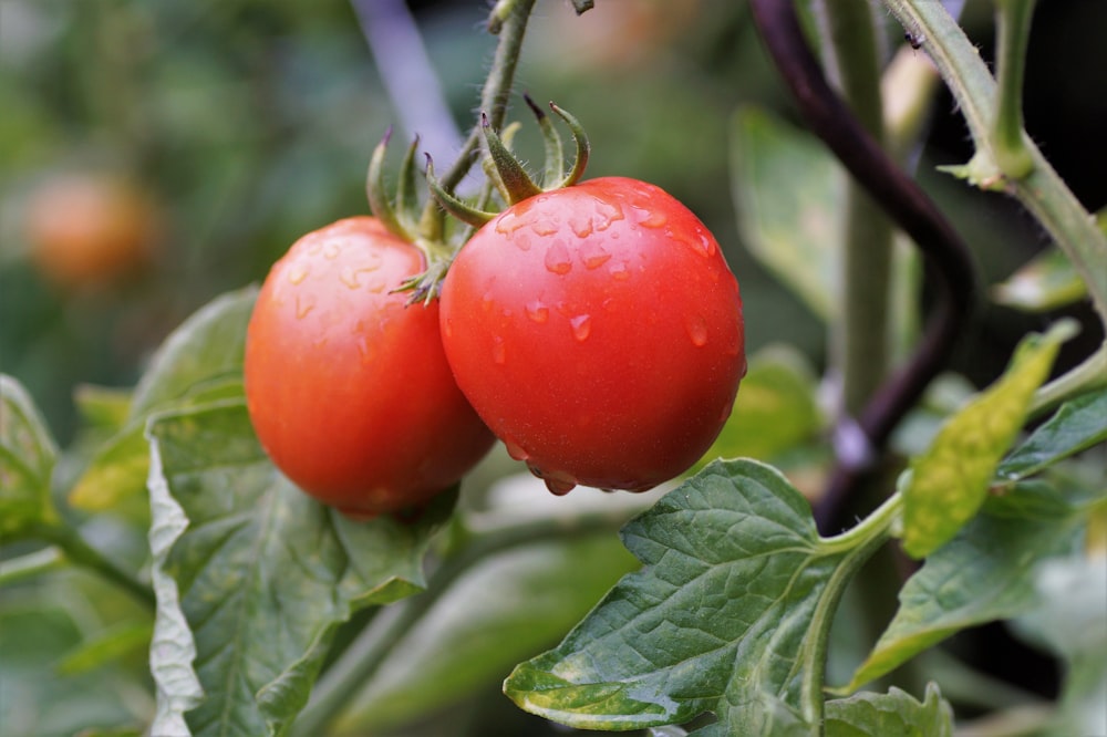 a couple of tomatoes hanging from a plant