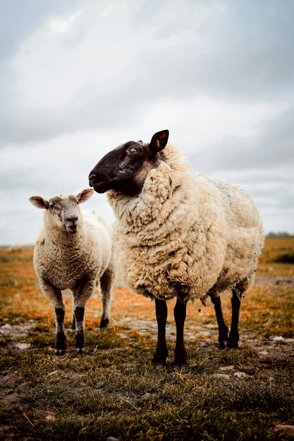 a couple of sheep standing on top of a grass covered field