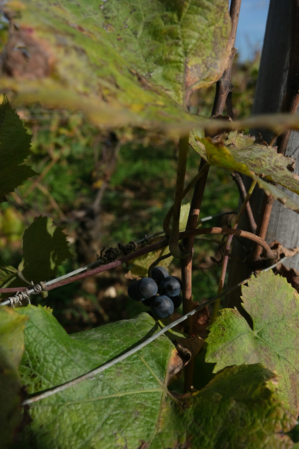 a bunch of grapes growing on a vine