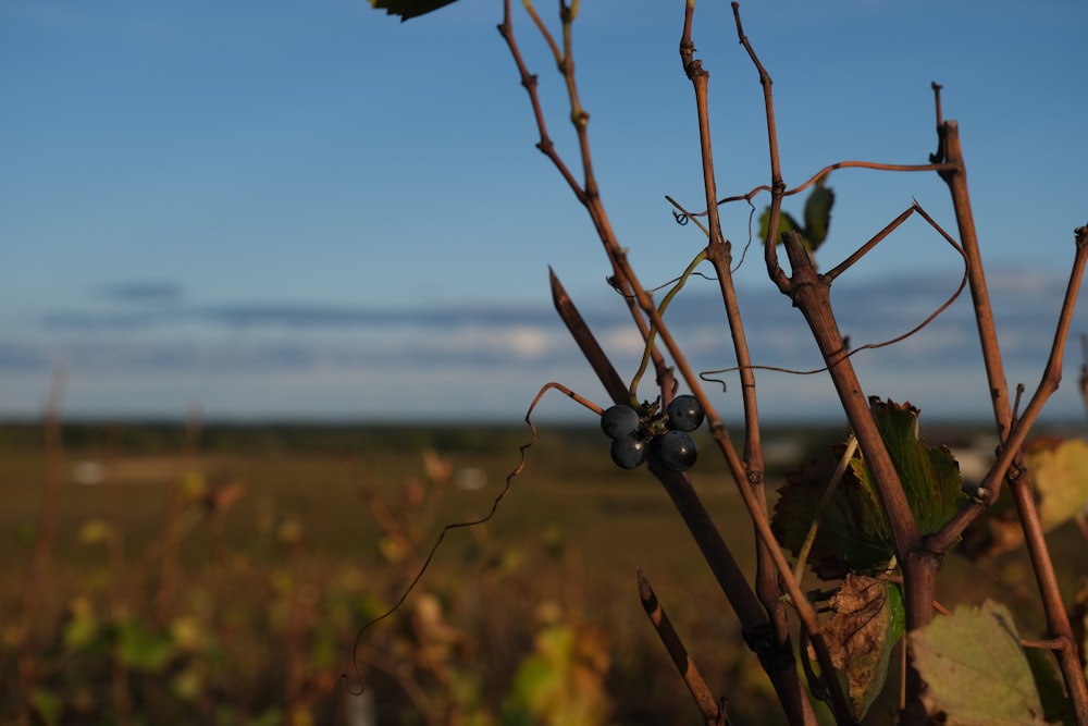 a close up of a plant with berries on it