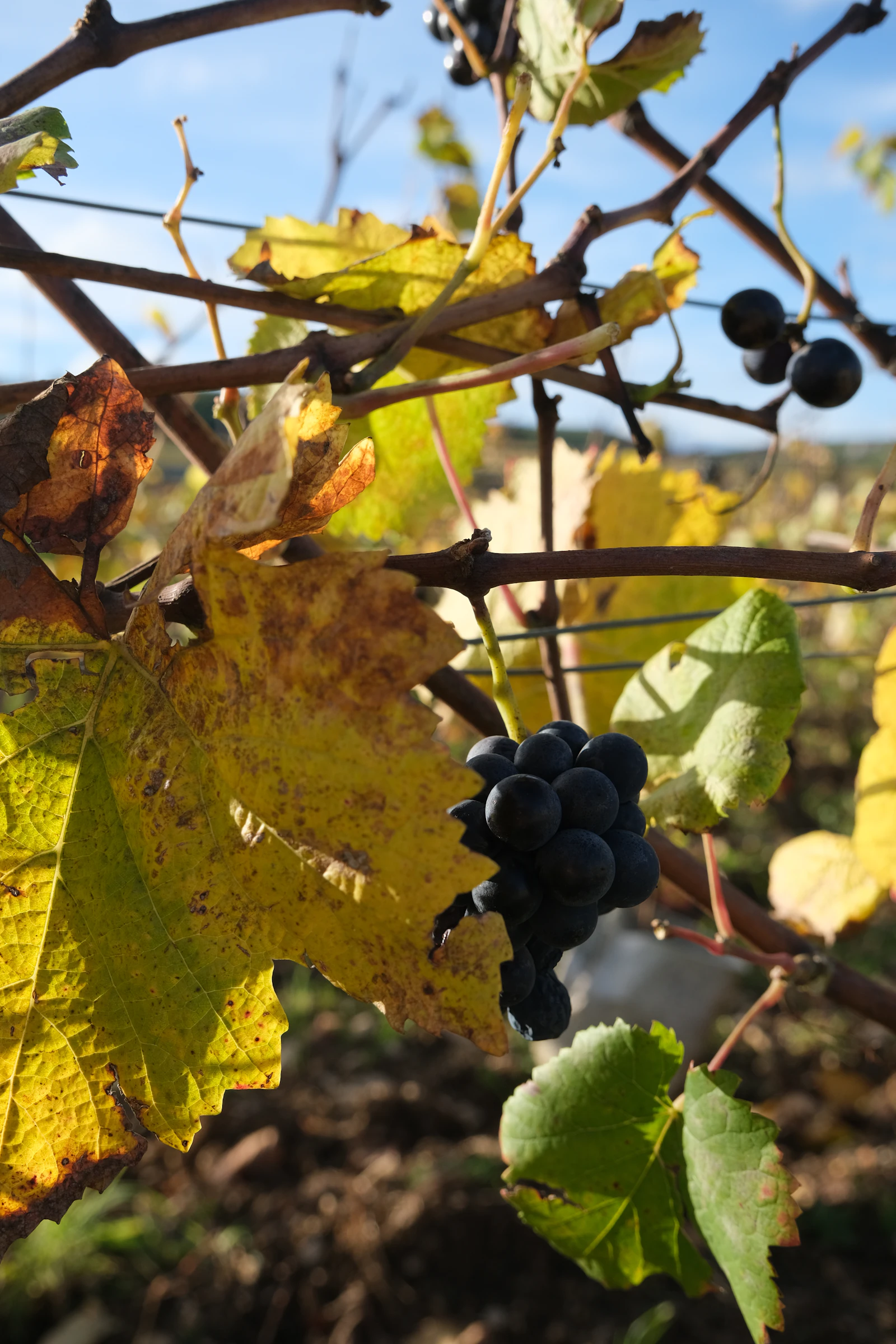 Route des Grands Crus