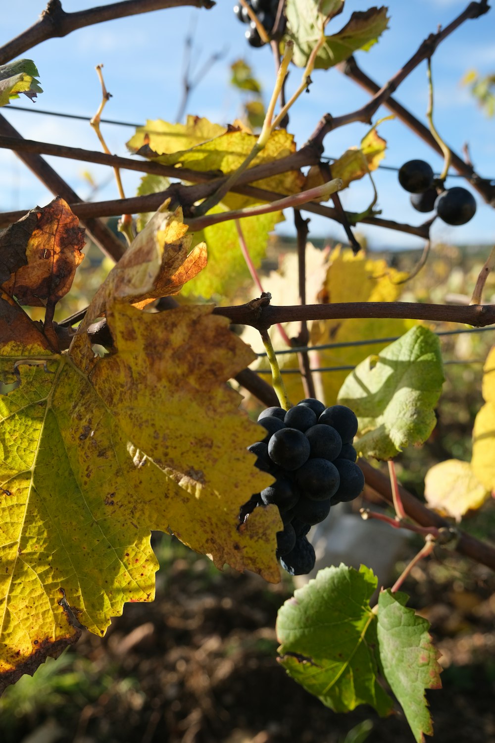 a bunch of grapes hanging from a vine