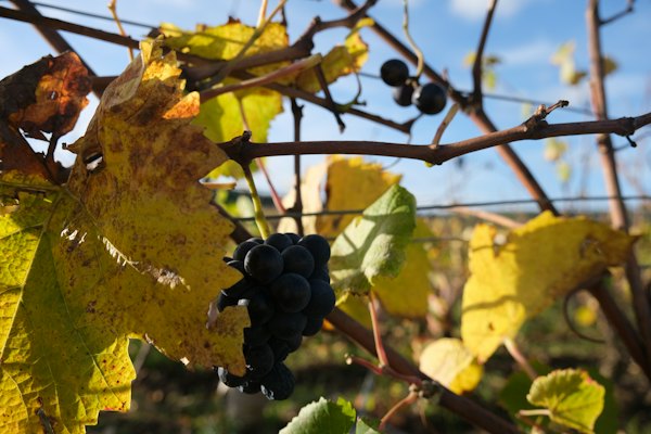 Vines at Vougeot on the Côte de Nuits — Burgundy, near Dijon, France