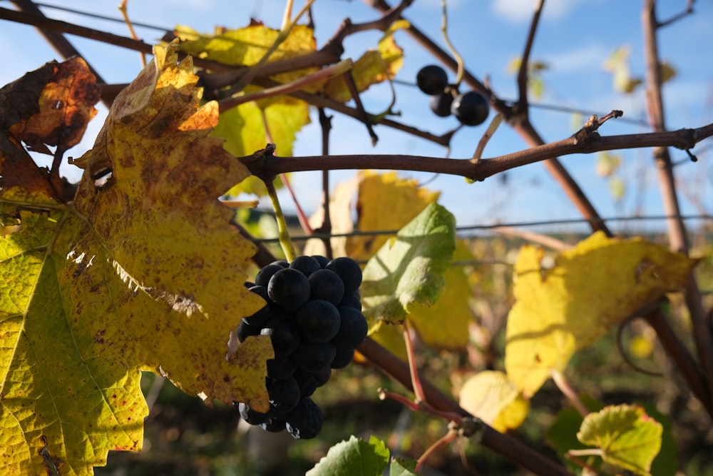 a bunch of grapes hanging from a vine