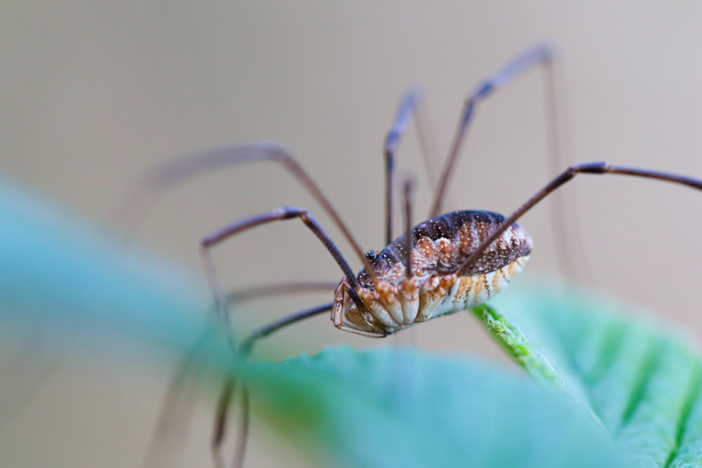 a close up of a spider on a leaf