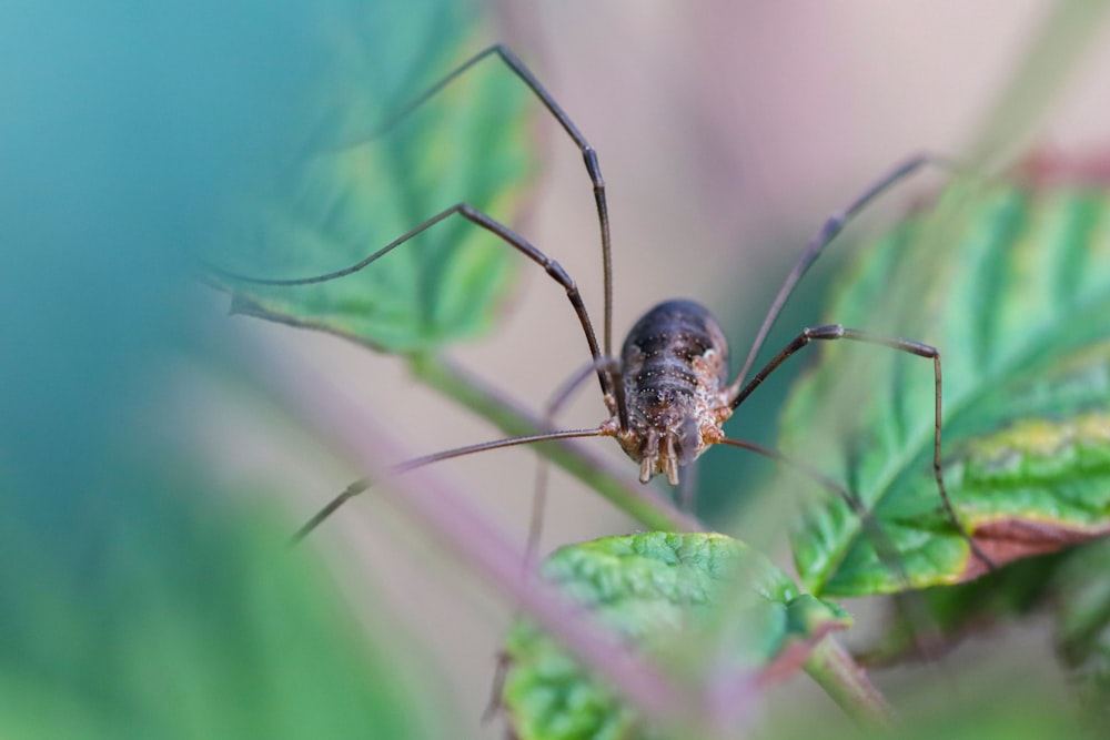 a close up of a spider on a leaf