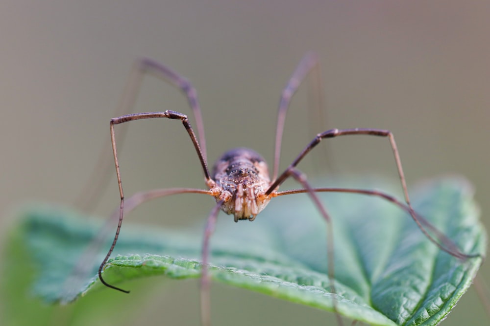 a close up of a spider on a leaf