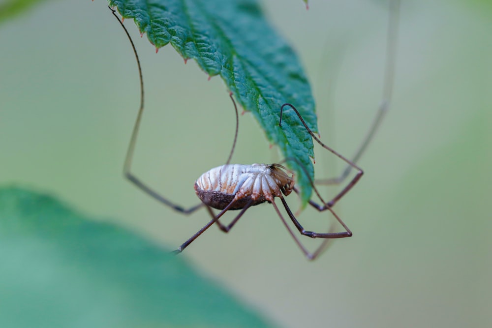 a close up of a spider on a leaf