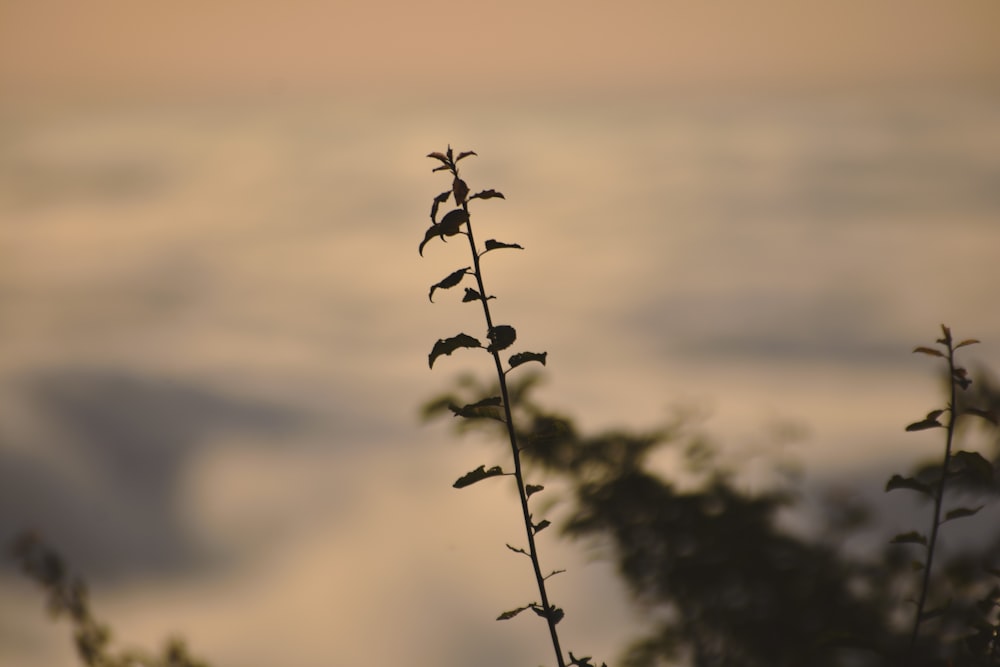a close up of a plant with clouds in the background