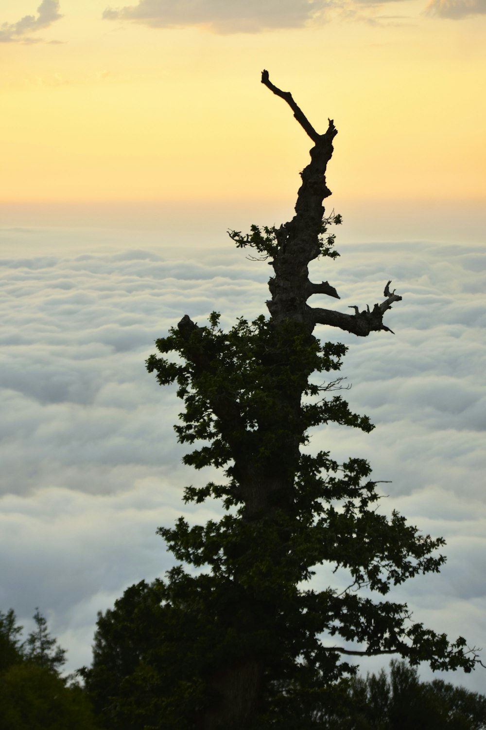 a tall tree sitting on top of a lush green hillside