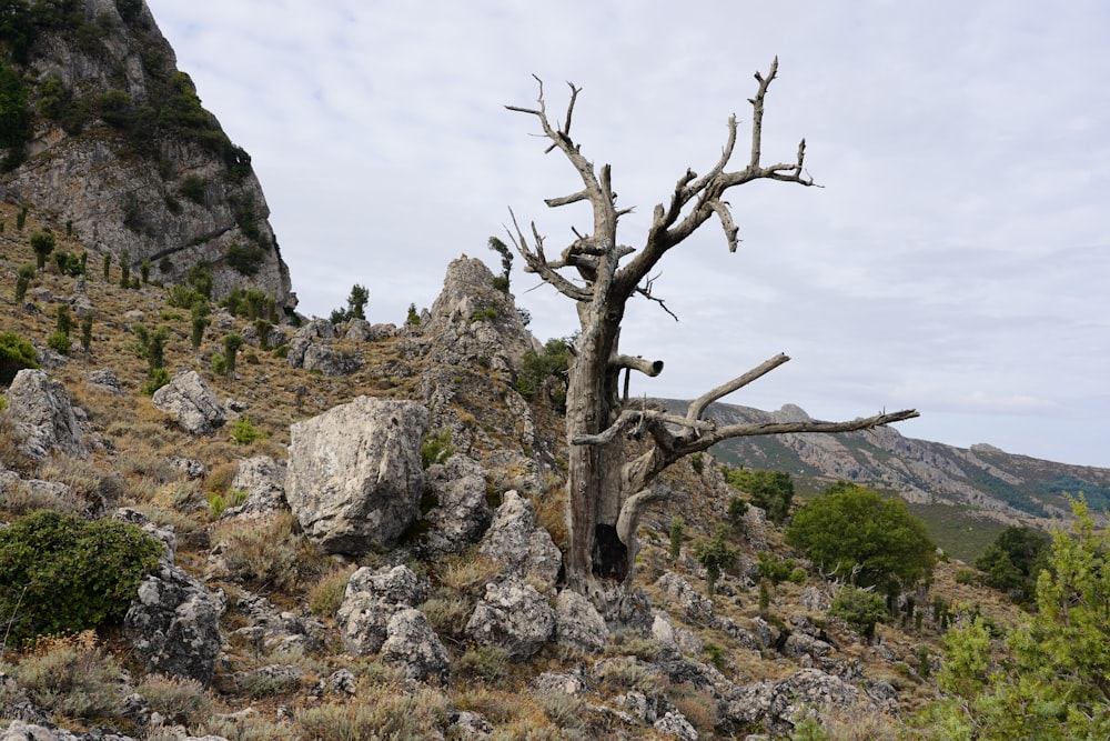 a dead tree in the middle of a rocky area